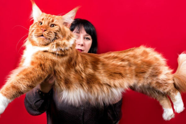 Has a Large Cat Ever Been Completely Domesticated?
