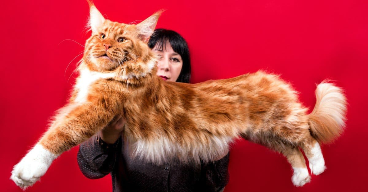 Has a Large Cat Ever Been Completely Domesticated?