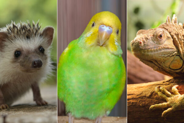 Are Exotic Animal Pets as Sweet as Classic Pets?