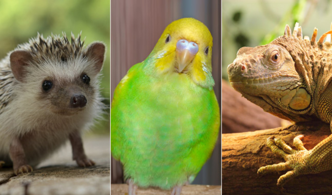 Are Exotic Animal Pets as Sweet as Classic Pets?